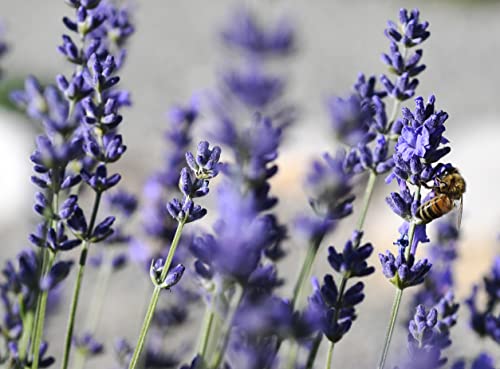 10 x Lavandula angustifolia ‚Draft Blue' (Lavendel) !!!Stecklingsvermehrt!!! von Stauden Gänge