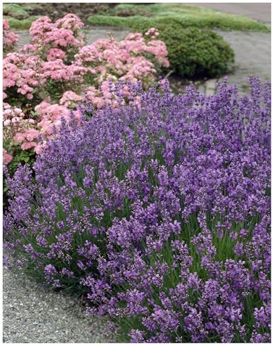 10 x Lavandula angustifolia 'Munstead' (Staude/Stauden/Winterthart/Mehrjährig) Echter Lavendel - Stecklingsvermehrt - Tolle Lila Blüten - Sehr Insekten- und Bienenfreundlich - von Stauden Gänge von Stauden Gänge