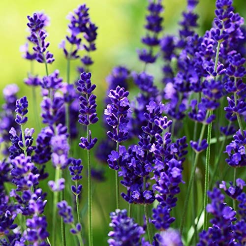 Stauden Gänge 10 x Lavandula angustifolia 'Essence Purple' (Staude/Stauden/Winterthart/Mehrjährig) Echter Lavendel - Stecklingsvermehrt - Tolle Farbe - Sehr Insekten- und Bienenfreundlich von Stauden Gänge