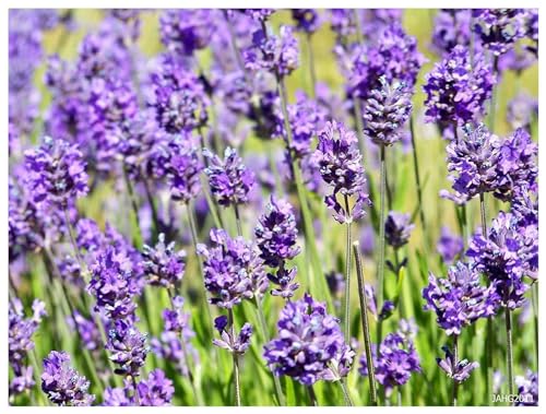 10 x Lavandula angustifolia 'Hidcote Blue' (Staude/Stauden/Winterthart/Mehrjährig) Echter Lavendel - Stecklingsvermehrt - Sorte mit hohem Ölgehalt - Sehr Insekten- Bienenfreundlich - von Stauden Gänge von Stauden Gänge