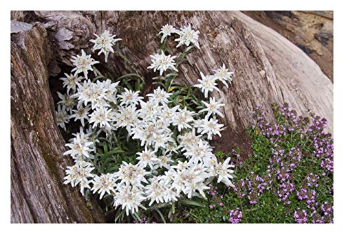 10 x Leontopodium souliei 'Alpina White' (Edelweiss) Staude/winterhart von Stauden Gänge