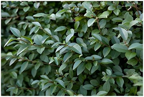 10 x Ligustrum lucidum (Gehölz/Heckenpflanze/Winterhart/Mehrjährig/Immergrün) Glänzender Liguster - Immergrün und majestätisch in jeder Jahreszeit - toller Duft - von Stauden Gänge von Stauden Gänge