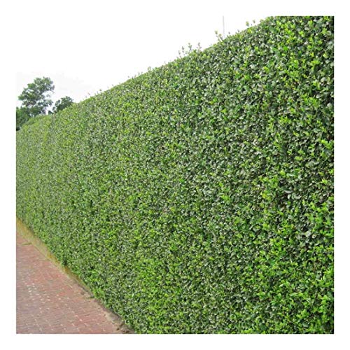 10 x Ligustrum ovalifolium (Gehölz/Heckenpflanze/Winterhart/Mehrjährig/Immergrün) Ovalblättriger Liguster - Immergrüne Eleganz für Hecken und Gärten - Top als Hecke - von Stauden Gänge von Stauden Gänge
