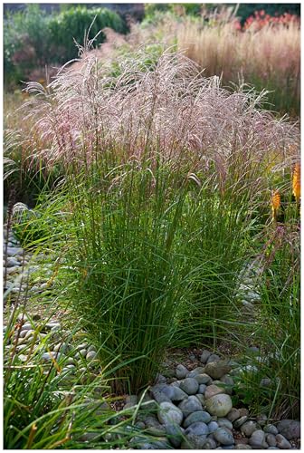 10 x Miscanthus sinensis 'Flamingo' im 1 Liter Topf (Ziergras/Gräser/Winterhart/Mehrjährig/Staude) Chinaschilf - Ziergras mit sanftem Farbspiel und Leichtigkeit - von Stauden Gänge von Stauden Gänge