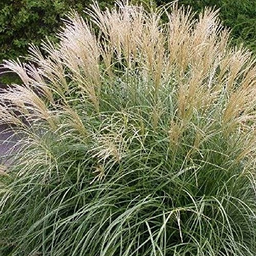 10 x Miscanthus sinensis ‚Gracillimus Nana' 1 Liter (Ziergras/Gräser/Staude/Winterhart) Kleines Chinaschilf von Stauden Gänge