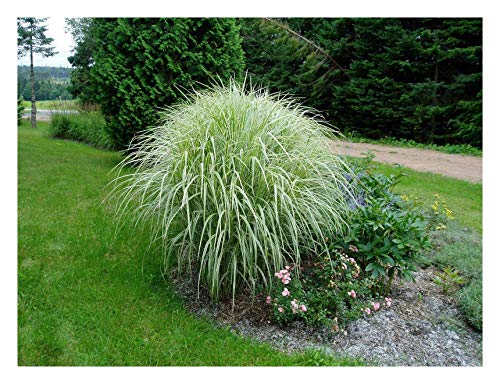 10 x Miscanthus sinensis ‚Variegatus' 1 Liter (Ziergras/Gräser/Stauden) Chinaschilf ab 4,49 € pro Stück von Stauden Gänge