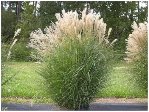 10 x Miscanthus sinensis im 1 Liter Topf (Ziergras/Gräser/Winterhart/Mehrjährig/Staude) Chinaschilf - Pflegeleicht und prachtvoll, das ganze Jahr - von Stauden Gänge von Stauden Gänge