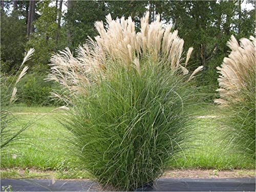 10 x Miscanthus sinensis 1 Liter (Ziergras/Gräser/Stauden/winterhart) Chinaschilf von Stauden Gänge