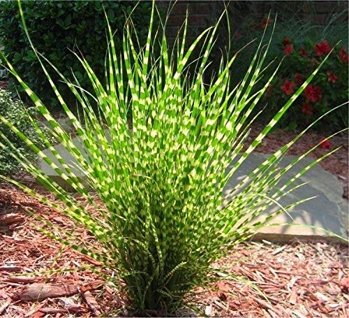 10 x Miscanthus sinensis 'Zebrinus' 1 Liter (Ziergras/Gräser/Stauden/Winterhart) Chinaschilf - Zebraschilf von Stauden Gänge