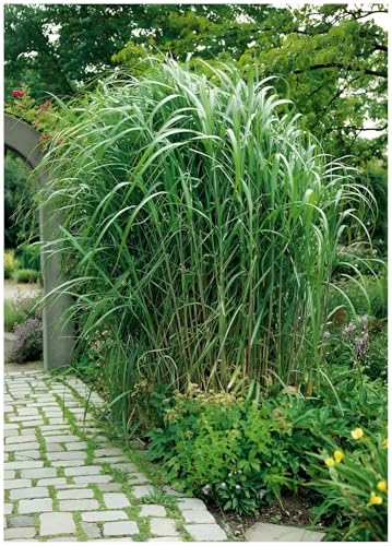 10 x Miscanthus x giganteus im 1 Liter Topf (Ziergras/Gräser/Winterhart/Mehrjährig/Staude) Riesenchinaschilf/Elefantengras - Ein Riese, der Ihren Garten belebt - top für Hecke - von Stauden Gänge von Stauden Gänge