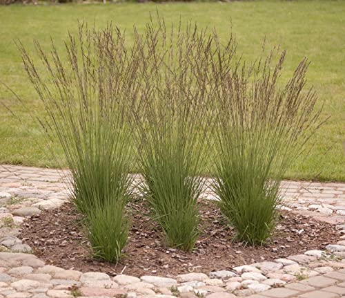 10 x Molinia caerulea 'Edith Dudszus` 1 Liter (Ziergras/Gräser/Stauden/Winterhart) Pfeifengras von Stauden Gänge