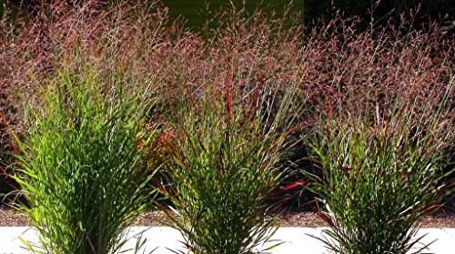 10 x Panicum virgatum 'Cardinal' 1 Liter (Ziergras/Gräser/Stauden/winterhart) Rote Rutenhirse - NEUE SORTE von Stauden Gänge