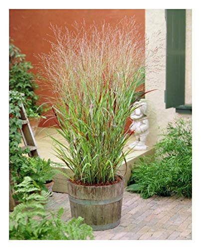 10 x Panicum virgatum 'Rehbraun' 1 Liter (Ziergras/Gräser/Stauden/winterhart) Rote Rutenhirse von Stauden Gänge