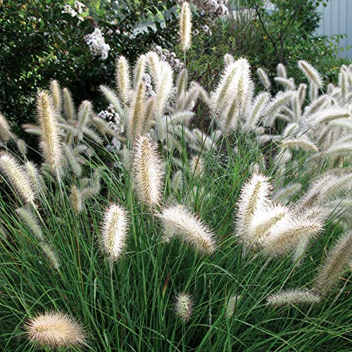 10 x Pennisetum alopecuroides 'Cassian' 1 Liter (Ziergras/Gräser/Stauden/Winterhart) Weisses Lampenputzergras von Stauden Gänge