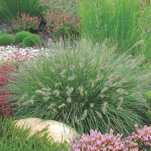 10 x Pennisetum alopecuroides 'Hameln' 1 Liter (Ziergras/Gräser/Stauden) Lampenputzergras ab 3,19 pro Stück von Stauden Gänge