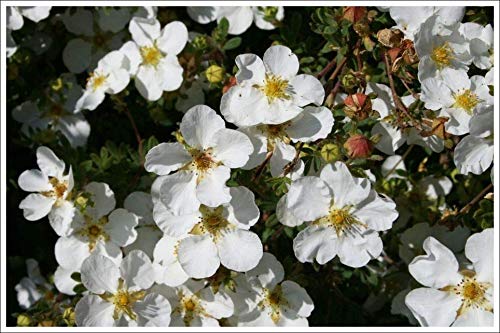 10 x Potentilla fruticosa 'Manchu' (Fingerstrauch) BLÜHENDE HECKE ab 1,79 € pro Stück von Stauden Gänge