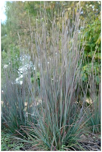 10 x Schizachyrium scoparium 'Standing Ovation’ im 1 Liter Topf (Ziergras/Gräser/Winterhart/Mehrjährig/Staude) Kleines Präriegras - Aufrecht, farbenfroh und voller Charakter - von Stauden Gänge von Stauden Gänge