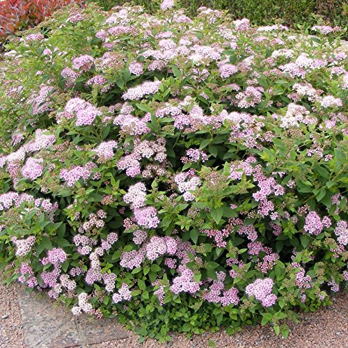 10 x Spiraea japonica 'Little Princess‘ (Rosa Zwergspiere) BLÜHENDE HECKE ab 0,99 € pro Stück von Stauden Gänge