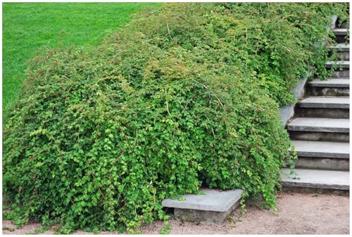 10 x Stephanandra incisa 'Crispa' (Gehölz/Heckenpflanze/Winterhart/Mehrjährig/Bodendecker) Niedrige Kranzspiere - Zierstrauch für Bewegung und Struktur - Top für Hangbepflanzung - von Stauden Gänge von Stauden Gänge