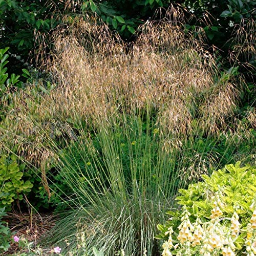 10 x Stipa gigantea 1 Liter (Ziergras/Gräser/Stauden) Riesen Federgras von Stauden Gänge