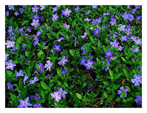 10 x Vinca minor (Bodendecker/winterhart/Staude/trittfest) Blau Kleines Immergrün von Stauden Gänge