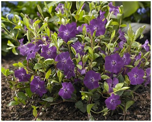 10 x Vinca minor 'Rubra' / 'Atropurpurea' (Staude/Winterhart/Bodendecker/Immergrün/Mehrjährig) Lila Kleines/Kleinblättriges Immergrün - tolle Blütenpracht - sehr pflegeleicht - von Stauden Gänge von Stauden Gänge