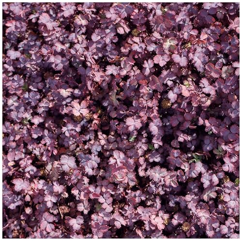 100 x Acaena inermis 'Purpurea' (Immergrün/Stauden/Staude/Mehrjährig/Bodendecker/Winterhart) Purpur Stachelnüsschen - Der Blickfang für moderne Gartengestaltung - von Stauden Gänge von Stauden Gänge