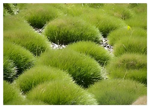 100 x Festuca gautieri (Ziergras/Gräser/Stauden/Ziergräser) Bärenfellgras winterhart und immergrün - Bodendecker Steingarten - Sehr Pflegeleicht - Geringer Wasserbedarf von Stauden Gänge