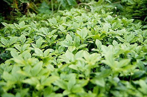 100 x Pachysandra terminalis 'Green Sheen' (Laubschlucker/Bodendecker/Stauden/Winterhart/Immergrün) Dickmännchen/Schattengrün von Stauden Gänge