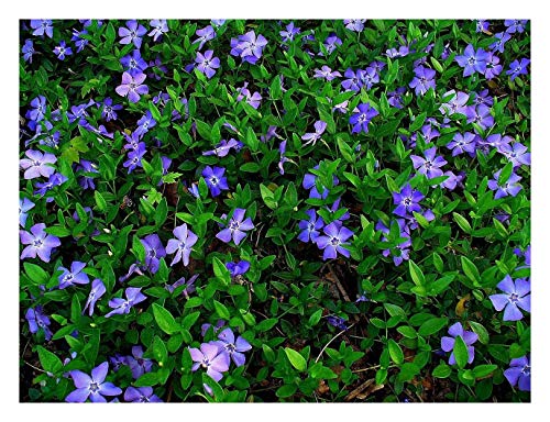 100 x Vinca minor (Bodendecker/winterhart/Staude/trittfest) Blau Kleines Immergrün von Stauden Gänge