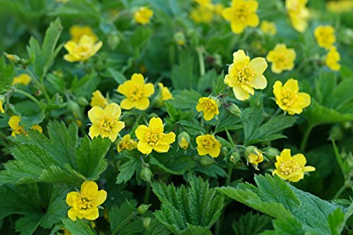 100 x Waldsteinia geoides (Bodendecker/Problemlöser/winterhart) Ungarwurz von Stauden Gänge