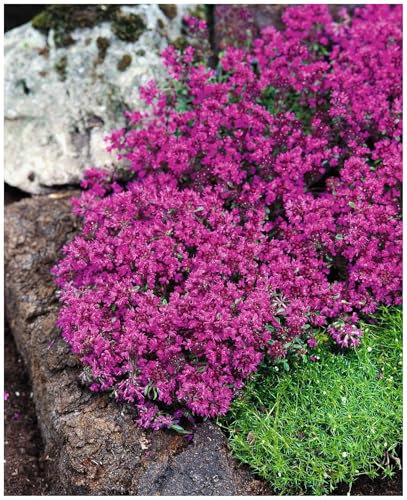 25 x Thymus praecox 'Red Carpet‘ (StaudeWinterhart/Mehrjährig/Bodendecker/Stauden) Roter Polsterthymian - Aromatisches Bodendeckerwunder für sonnige Plätze - trittfest - von Stauden Gänge von Stauden Gänge