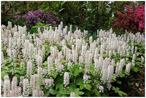 25 x Tiarella wherryi (Staude/Winterhart/Mehrjährig/Bodendecker/Stauden/Immergrün) Schaumblüte - Der perfekte Akzent für schattige Gartenbereiche - Tolles Blütenmeer - von Stauden Gänge von Stauden Gänge