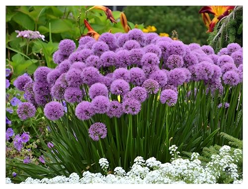 3 x Allium ‚Millenium' im 1 Liter Topf (Staude/Stauden/Mehrjährig/Winterhart) Zierlauch - SELTENHEIT - Bienenfreundlich - Sehr Pflegeleicht - Dauerblüher - von Stauden Gänge von Stauden Gänge