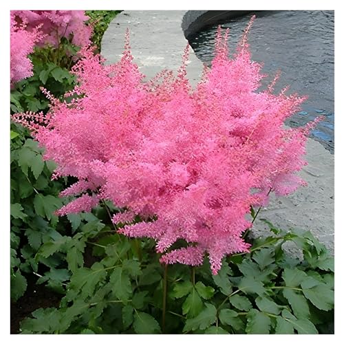 3 x Astilbe arendsii ‚Astary Rose‘ (Winterhart/Stauden/Staude/Mehrjährig) Prachtspiere - in Rosa - TOLLES FARBENSPIEL - Sehr Bienen und Insektenfreundlich - von Stauden Gänge von Stauden Gänge