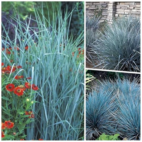 3 x Blaue Ziergras Kollektion im 1 Liter Topf (Ziergras/Gräser/Winterhart/Mehrjährig/Staude/Stauden) Drei Gräser, die mit blauer Eleganz verzaubern - Blickfang - von Stauden Gänge von Stauden Gänge