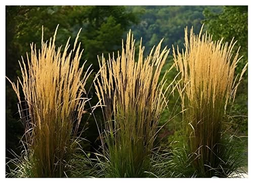 3 x Calamagrostis x acutiflora 'Waldenbusch' im 1 Liter Topf (Ziergras/Gräser/Winterhart/Mehrjährig) Reitgras - Sichtschutz Hecke - Struktur und Dynamik in perfektem Einklang - von Stauden Gänge von Stauden Gänge