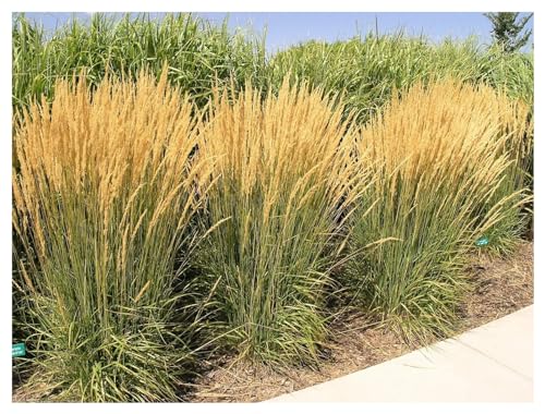 3 x Calamagrostis x acutiflora 'Karl Förster' im 1 Liter Topf (Ziergras/Gräser/Winterhart/Mehrjährig) Reitgras/Sandrohr - Top als Sichtschutz Hecke - Perfekte Kübelpflanze - von Stauden Gänge von Stauden Gänge