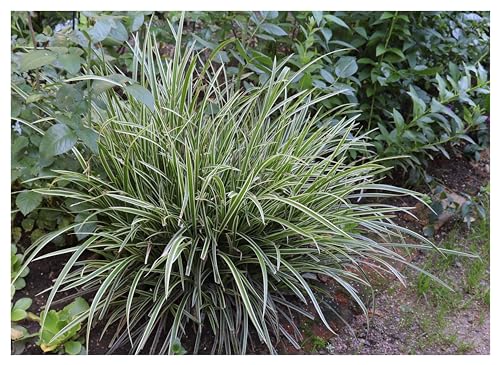 3 x Carex morrowii 'Ice Dance' im 1 Liter Topf (Ziergras/Gräser/Winterhart/Mehrjährig/Immergrün/Bodendecker) Bunte Japan Segge - Pflegeleicht - sehr Frosthart - von Stauden Gänge von Stauden Gänge