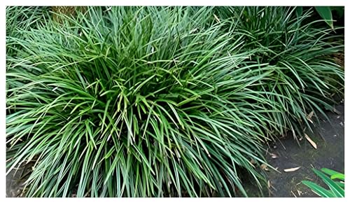 3 x Carex morrowii 'Irish Green' im 1 Liter Topf (Ziergras/Gräser/Winterhart/Mehrjährig/Immergrün/Bodendecker) Grüne Japan Segge - Pflegeleicht - sehr Frosthart - von Stauden Gänge von Stauden Gänge