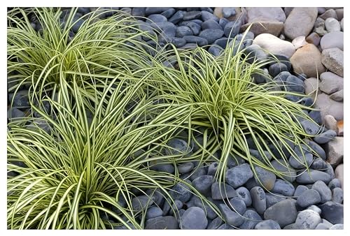 3 x Carex oshimensis 'Evergold'' im 1 Liter Topf (Ziergras/Gräser/Winterhart/Mehrjährig/Immergrün/Bodendecker) Japan Gold Segge - Pflegeleicht - sehr Frosthart - von Stauden Gänge von Stauden Gänge