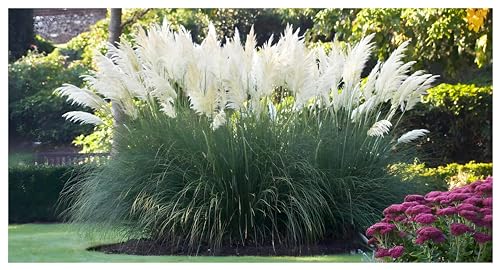 3 x Cortaderia selloana 'Sunningdale Silver‘ im 1 Liter Topf (Ziergras/Gräser/Winterhart/Mehrjährig/Immergrün) Weißes Pampasgras - Silberne Pracht für majestätische Gärten - von Stauden Gänge von Stauden Gänge