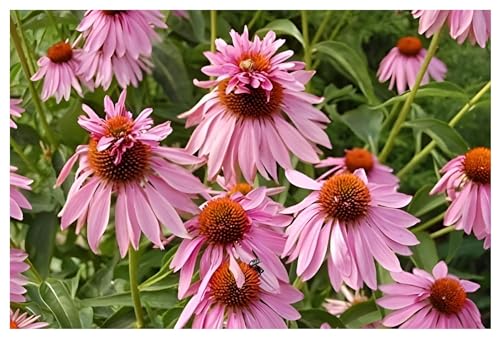 3 x Echinacea purpurea ‚Double Decker' (Stauden/Staude/Mehrjährig/Winterhart) Rosa Purpursonnenhut Scheinsonnenhut - sehr Insekten- und Bienenfreundlich - Außergewöhnliche Blüte - von Stauden Gänge von Stauden Gänge