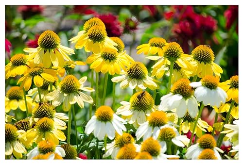 3 x Echinacea purpurea ‚Mellow Yellow' (Stauden/Staude/Mehrjährig/Winterhart) Gelber Purpursonnenhut Scheinsonnenhut - sehr Insekten- und Bienenfreundlich - von Stauden Gänge von Stauden Gänge