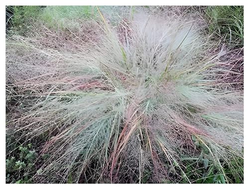 3 x Eragrostis elliottii 'Blue Eros‘ im 1 Liter Topf (Stauden/Staude/Ziergras/Gräser/Winterhart/Mehrjährig) Blaues Liebesgras - Filigrane Schönheit mit bläulichem Schimmer - von Stauden Gänge von Stauden Gänge
