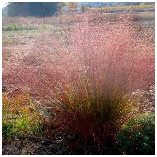 3 x Eragrostis trichodes im 1 Liter Topf (Stauden/Staude/Ziergras/Gräser/Winterhart/Mehrjährig) Rotes Bogen Liebesgras - ein absoluter Hingucker - von Stauden Gänge von Stauden Gänge