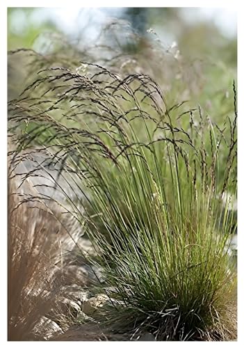 3 x Festuca amethystina im 1 Liter Topf (Ziergras/Gräser/Winterhart/Mehrjährig) Regenbogen-Schwingel - Immergrün - Perfekt als Bodendecker geeignet - super für Steingärten - von Stauden Gänge von Stauden Gänge