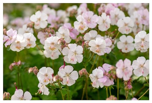 3 x Geranium cantabrigiense 'Biokovo' (Winterhart/Stauden/Staude/Mehrjährig/Immergrün) Cambridge Storchschnabel/Storchenschnabel - toller Bodendecker - Sehr Bienenfreundlich - von Stauden Gänge von Stauden Gänge