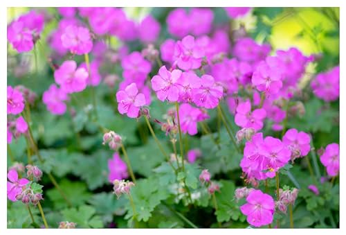 3 x Geranium cantabrigiense 'Karmina' (Winterhart/Stauden/Staude/Mehrjährig/Immergrün) Cambridge Storchschnabel/Storchenschnabel - toller Bodendecker - Sehr Bienenfreundlich - von Stauden Gänge von Stauden Gänge