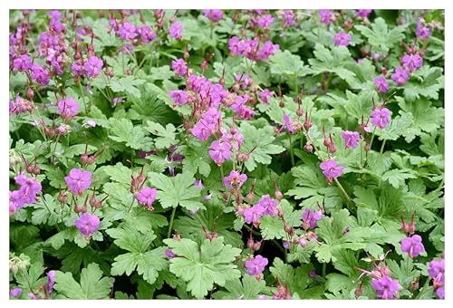 3 x Geranium macrorrhizum 'Bevan's Variety' (Winterhart/Stauden/Staude/Mehrjährig/Immergrün/Bodendecker) Balkan Storchschnabel - Blühfreudiger Bodendecker mit Duftbonus - von Stauden Gänge von Stauden Gänge